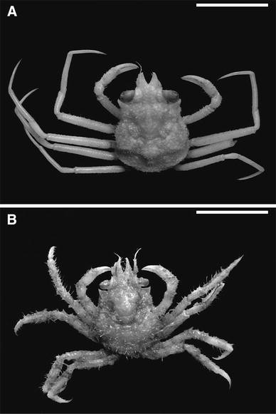 Development Of Snow Crab Chionoecetes Opilio Crustacea Decapoda Oregonidae Invasion In The Kara Sea Springerlink