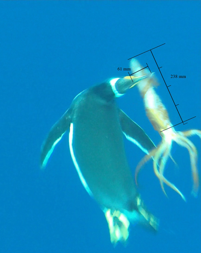 In situ observation of a record-sized squid prey consumed by a Gentoo  penguin | SpringerLink