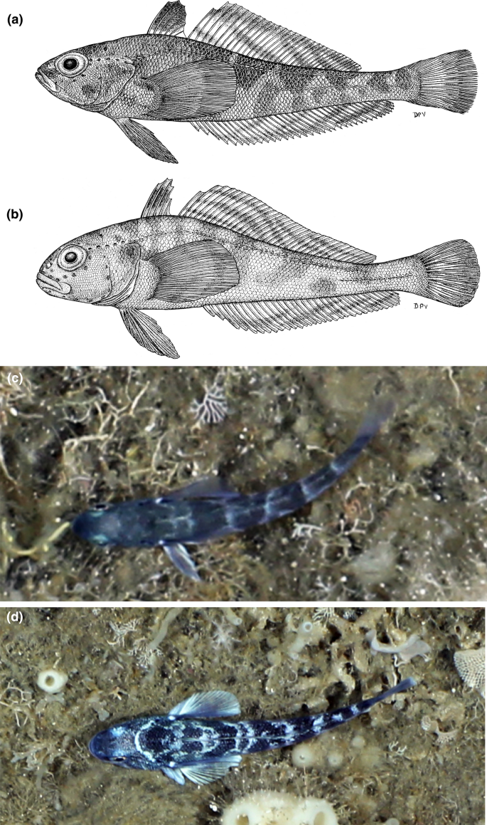 Neuromorphological Disparity In Deep Living Sister Species Of The Antarctic Fish Genus Trematomus Springerlink