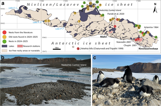 Inland breeding by Adelie penguins Pygoscelis adeliae at Schirmacher ...