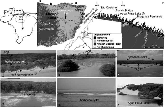 Impact of sea-level and climatic changes on the Amazon coastal wetlands  during the late Holocene | SpringerLink