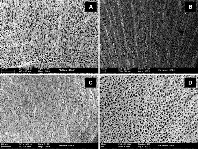 Methods Of Acquisition And Use Of Firewood Among Hunter Gatherer Groups In Patagonia Argentina During The Holocene Springerlink