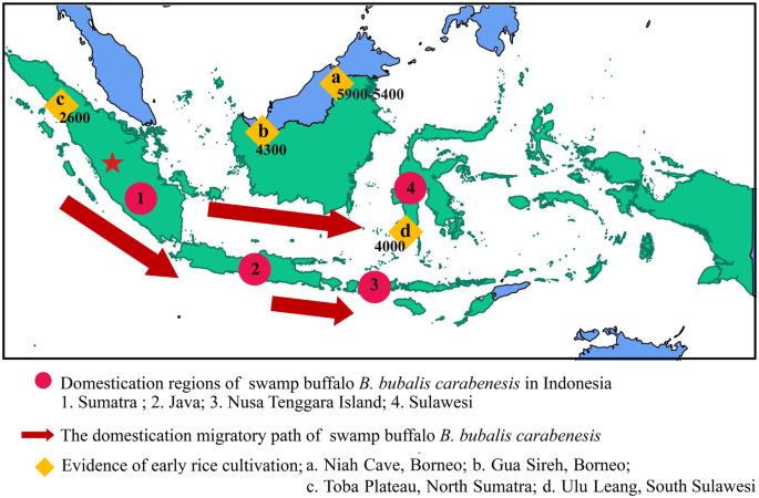 First palaeoecological evidence of buffalo husbandry and rice cultivation  in the Kerinci Seblat National Park in Sumatra, Indonesia | SpringerLink