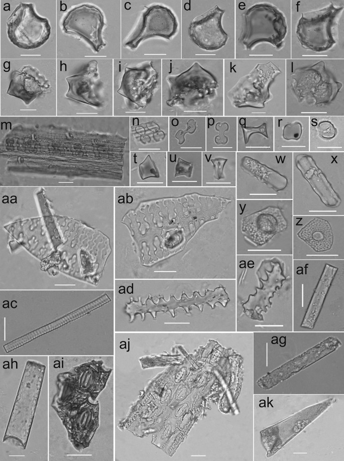 Phytolith Evidence Of Water Management For Rice Growing And Processing Between 8 500 And 7 500 Cal Years Bp In The Middle Huai River Valley China Springerlink