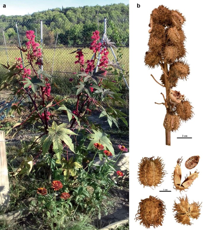 Sub Urban Gardens From Provence Southern France 14th 17th Century And The Presence Of Ricinus Communis Springerlink