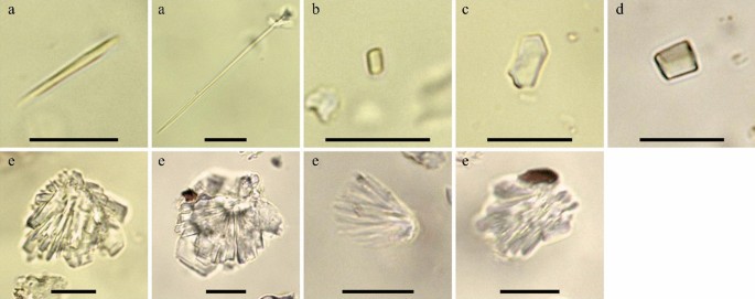 Calcium oxalate crystals observed in a phytolith morphotype study of select  native Great Basin plant taxa and on Utah valley Fremont ground stone |  Vegetation History and Archaeobotany | Springer Nature Link