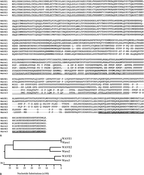 Genomic Organization And Expression Profile Of The Human And Mouse Wave Gene Family Springerlink