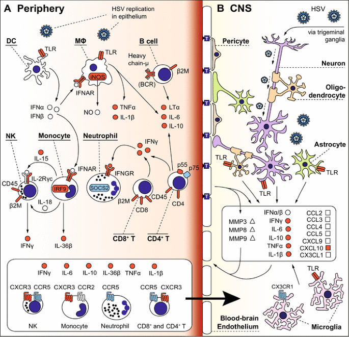 Insights Into The Pathogenesis Of Herpes Simplex Encephalitis From Mouse Models Springerlink