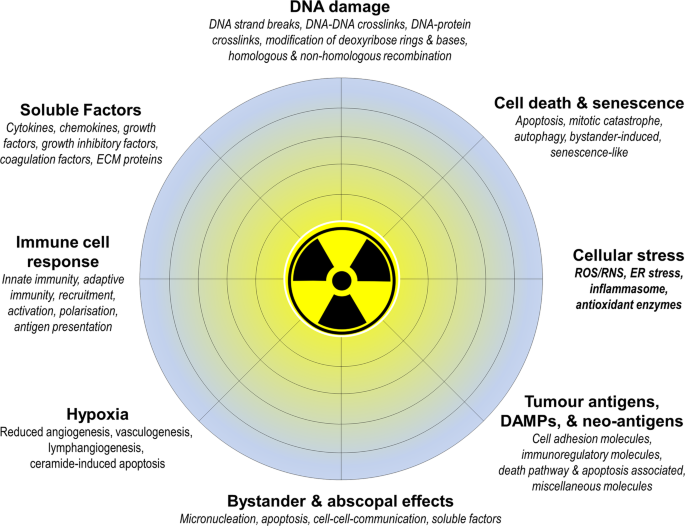 Radiation, inflammation and the immune response in cancer | SpringerLink