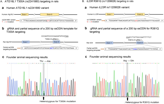 Mutational Analyses Of Novel Rat Models With Targeted Modifications In Inflammatory Bowel Disease Susceptibility Genes Springerlink