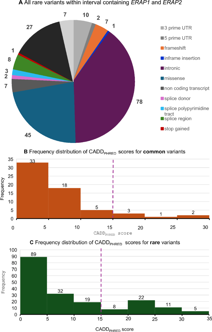 Rare and common variants in ERAP1 and ERAP2 selected for in response to ...