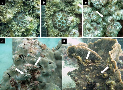 Massive overgrowth of coral recruits by barnacles in winter low
