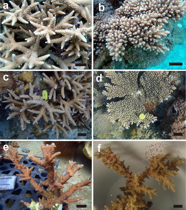 Chimerism in Wild Adult Populations of the Broadcast Spawning