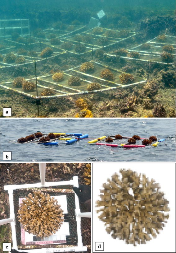 Effect of short-term subaerial exposure on the cauliflower coral ...