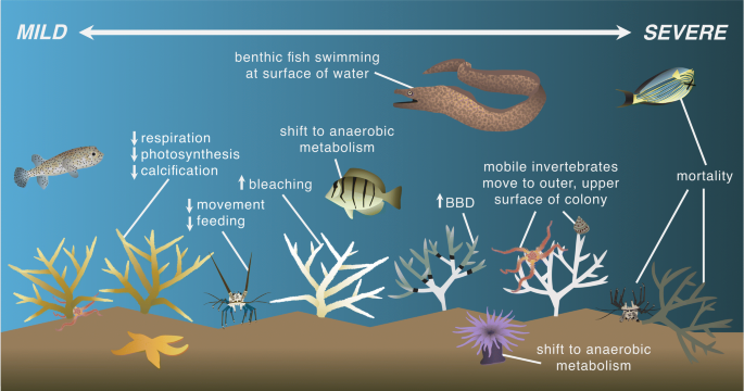 images Non Living Things Coral Reefs Example coral reefs