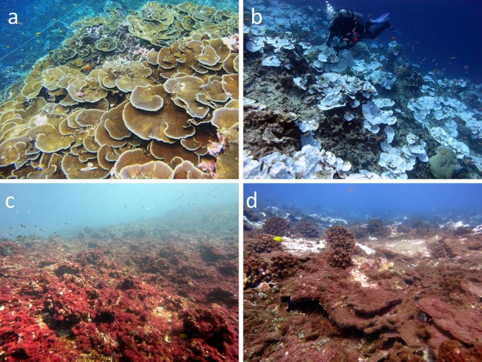 El Nino Associated Catastrophic Coral Mortality At Jarvis Island Central Equatorial Pacific Springerlink