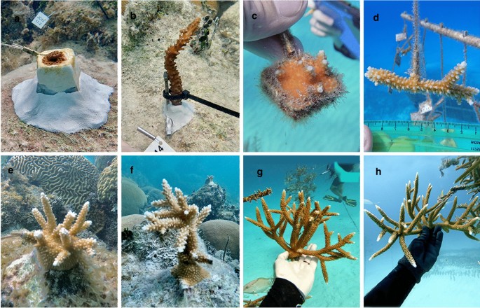 Strategies for integrating propagated corals into Caribbean reef restoration: and considerations | SpringerLink