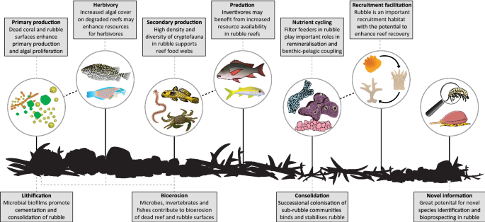 The Biology And Ecology Of Coral Rubble And Implications For The Future Of Coral Reefs Springerlink