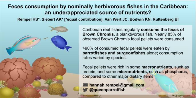 Feces consumption by nominally herbivorous fishes in the Caribbean: an  underappreciated source of nutrients? | SpringerLink
