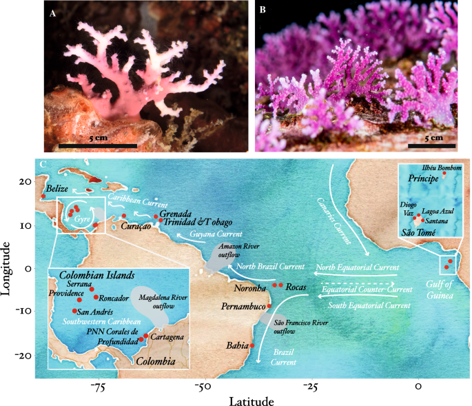 Remarkable population structure in the tropical Atlantic lace corals  Stylaster roseus (Pallas, 1766) and Stylaster blatteus (Boschma, 1961) |  SpringerLink