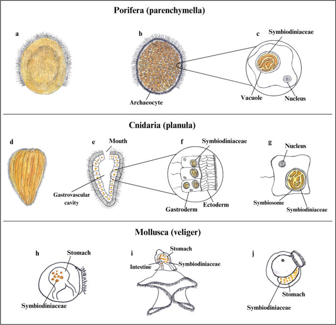Labyrinthulidae The larva-Symbiodiniaceae association at risk: putative impacts of ...