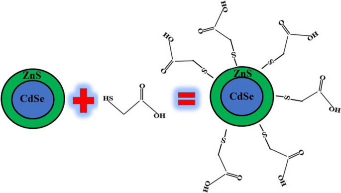 glutathione capped cdse Thioglycolic acid CdSe/ZnS quantum dot as fluorescent sensor for the detection of water-soluble hazardous heavy metal ions | Applied Physics A PDF) Antioxidant effects after
