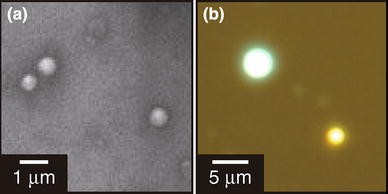Experimental demonstration and stochastic modeling of autonomous formation of nanophotonic droplets