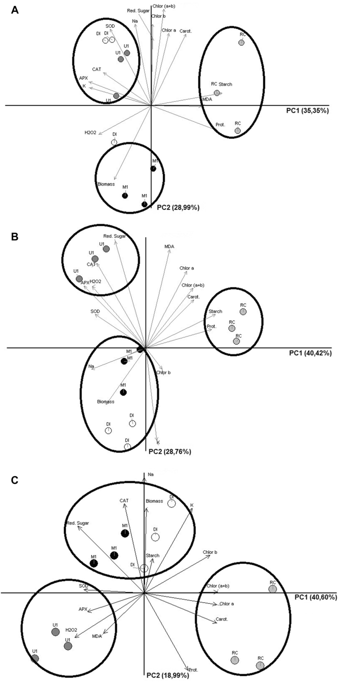 Salt Stress Induces Increase In Starch Accumulation In Duckweed Lemna Aequinoctialis Lemnaceae Biochemical And Physiological Aspects Springerlink