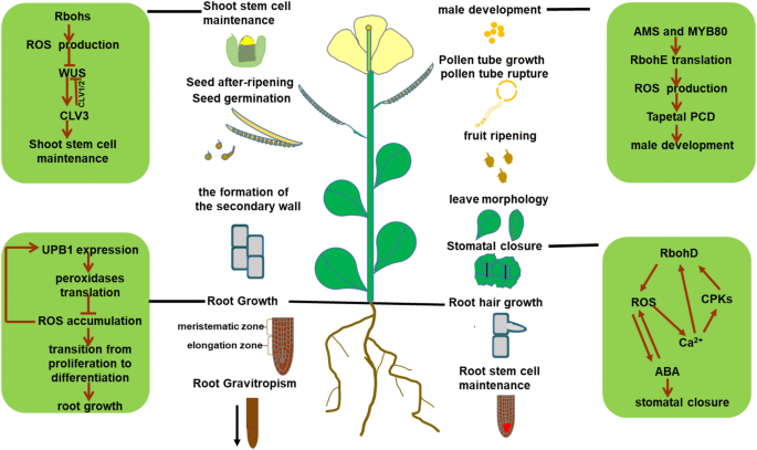 Signal Function Studies Of Ros Especially Rboh Dependent Ros In Plant Growth Development And Environmental Stress Springerlink