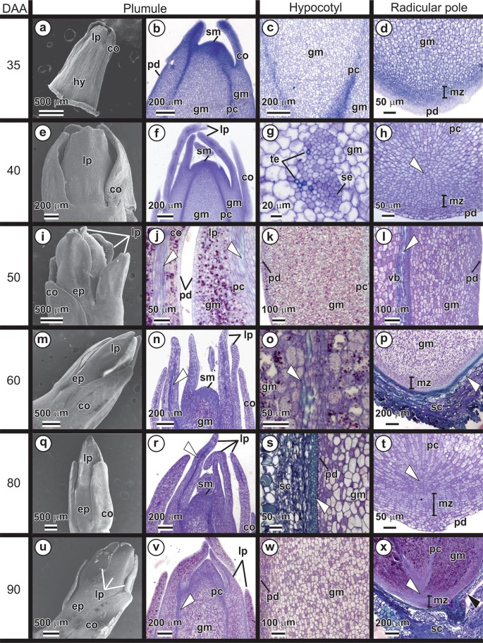 Fruit Development And Aba Biosynthesis During Caryocar Brasiliense Caryocaraceae Seed Maturation Springerlink