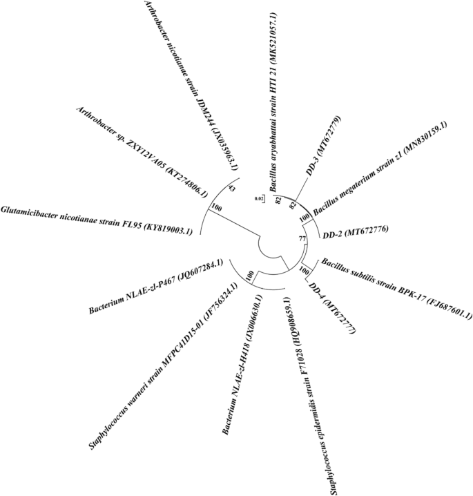 Isolation And Characterization Of Three Plant Growth Promoting Rhizobacteria For Growth Enhancement Of Rice Seedling Springerlink