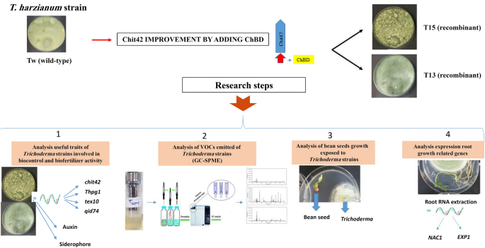 Correlation Study Between Biochemical And Molecular Pathways Of Trichoderma Harzianum Recombinant Strains On Plant Growth And Health Springerlink