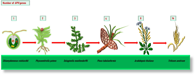 glutathione extraction from plants Glutathione Peroxidases in Plants: Innumerable Role in Abiotic Stress Tolerance and Plant Development | Journal of Plant Growth Regulation