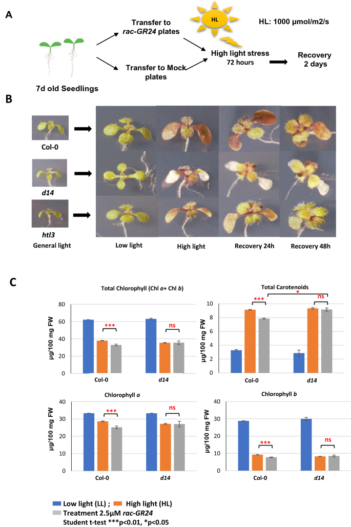 Strigolactones Stimulate High Light Stress Adaptation by Modulating  Photosynthesis Rate in Arabidopsis | SpringerLink