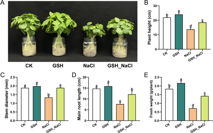 Exogenous Glutathione Enhances Salt Tolerance in Kenaf by Mediating  Modulation of Oxidative Stress Response and DNA Methylation | Journal of  Plant Growth Regulation