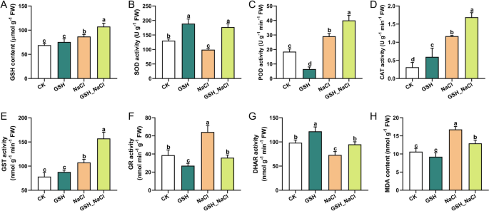 Exogenous Glutathione Enhances Salt Tolerance in Kenaf by Mediating  Modulation of Oxidative Stress Response and DNA Methylation | Journal of  Plant Growth Regulation