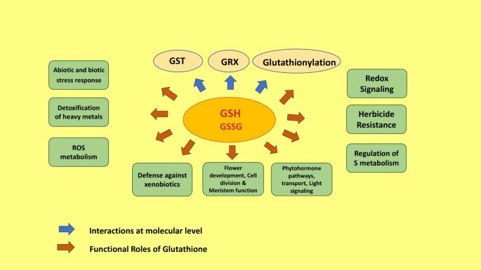 barley glutathione Luxxe White Renew Glutathione + Pure Barley with Collagen 2200 mg 60  Capsules Supplement