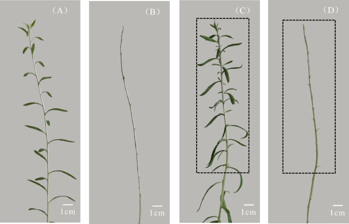 Mechanism of Auxin IAA Inhibiting Branch Thorn Occurrence of