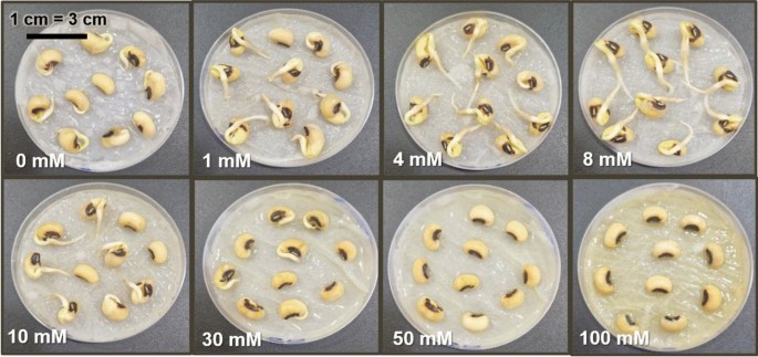 10 mm reduced glutathione recipe The Ambiguous Role of Silicon in the Pregermination Treatment of Vigna  Unguiculata Seeds | Journal of Plant Growth Regulation