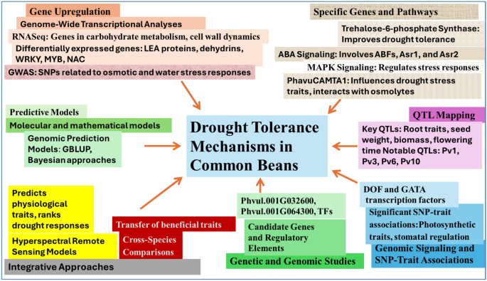 Integrative Strategies for Enhancing Drought Tolerance in Common Beans ...