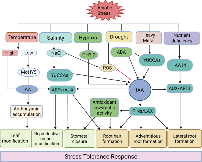 Regulating Plant Growth and Defense: Multifaceted Roles of Auxin in ...