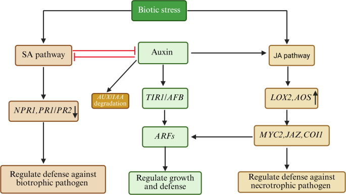 Regulating Plant Growth and Defense: Multifaceted Roles of Auxin in ...