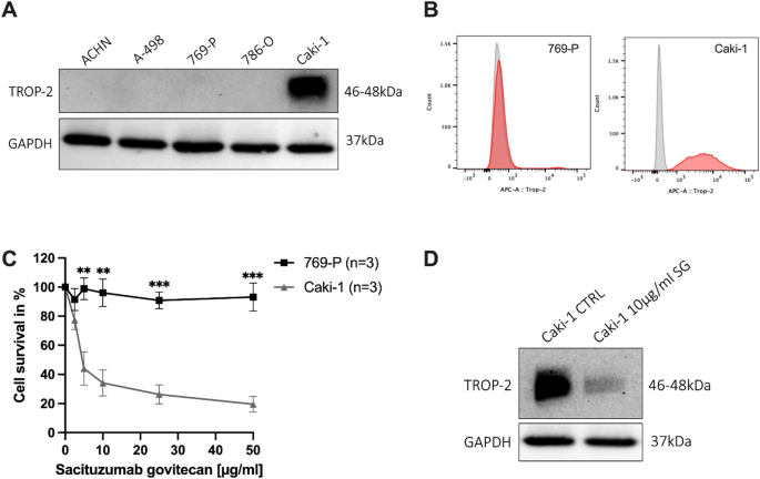 TROP-2 overexpression in papillary renal cell carcinoma supports its ...