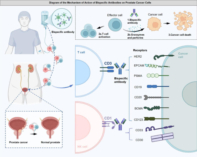 Bispecific antibodies in metastatic castration-resistant prostate ...