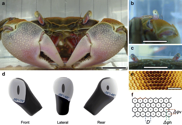 Fiddler crabs use dishonest signalling to bluff about their