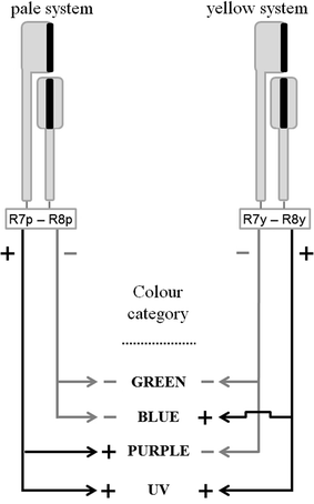 Visual Ecology Of Flies With Particular Reference To Colour Vision And Colour Preferences Springerlink