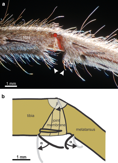 Loading of the tibia–metatarsus joint of the hunting spider