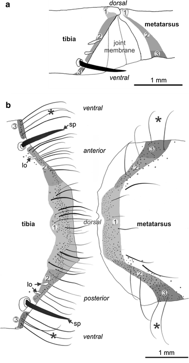 Proprioreceptive hair sensilla of C. salei at the tibia-metatarsus