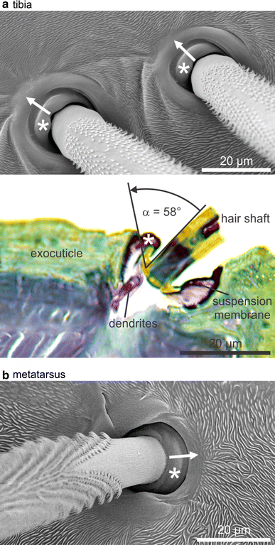 Proprioreceptive hair sensilla of C. salei at the tibia-metatarsus