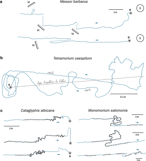 Early Ant Trajectories Spatial Behaviour Before Behaviourism Springerlink Early Ant Trajectories Spatial Behaviour Before Behaviourism Springerlink